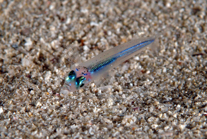 Avannotto di Atherina sp.